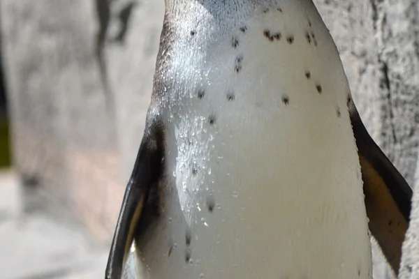 Penguen 2