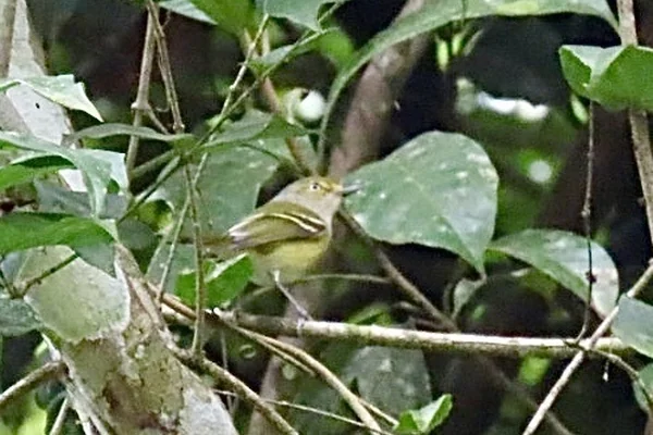 Tropikal Orman 5