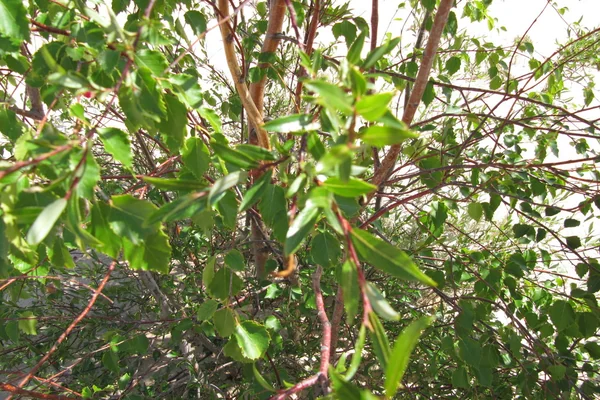 Kum Tepeleri 3