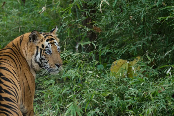 Blue Eyed Tiger