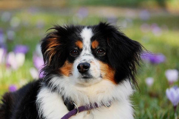 Köpek 5