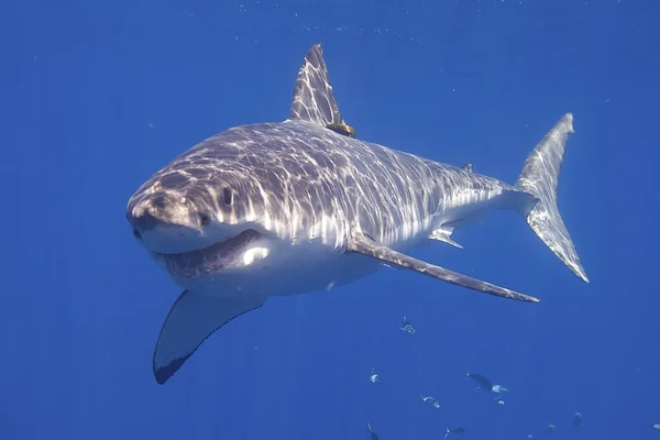 Great White Shark