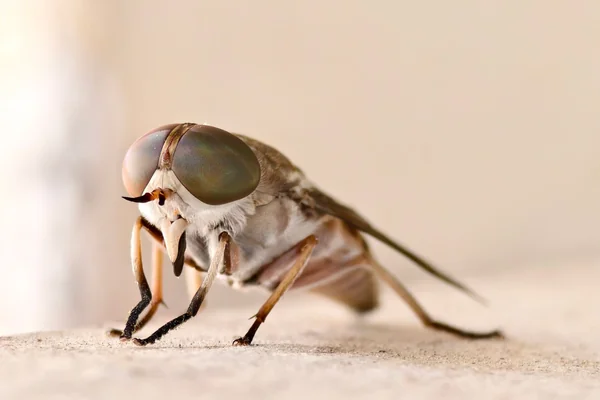 Böcek Makro 5