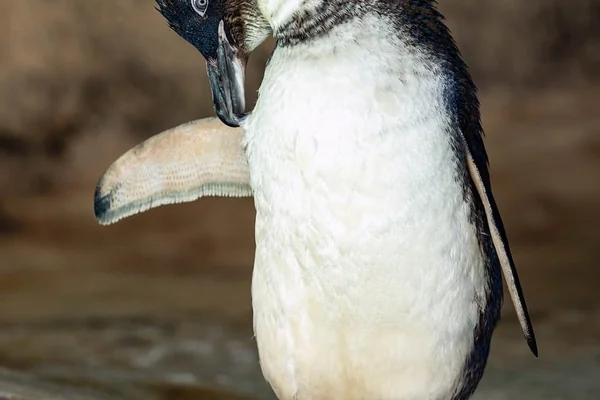 Penguen 2