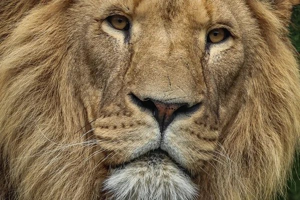 Afrika Safari 4