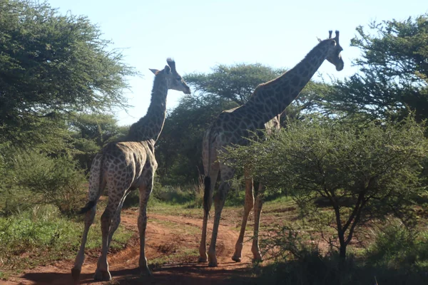 Afrika Safari 2