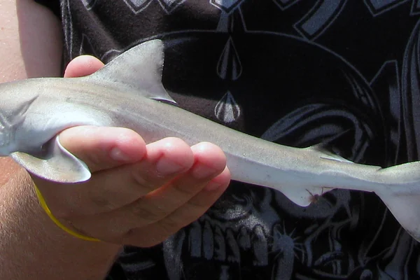 File:Juvenille-dusky-shark-ocean-isle-beach-pier.png