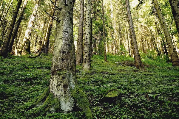 Green forest with tall trees