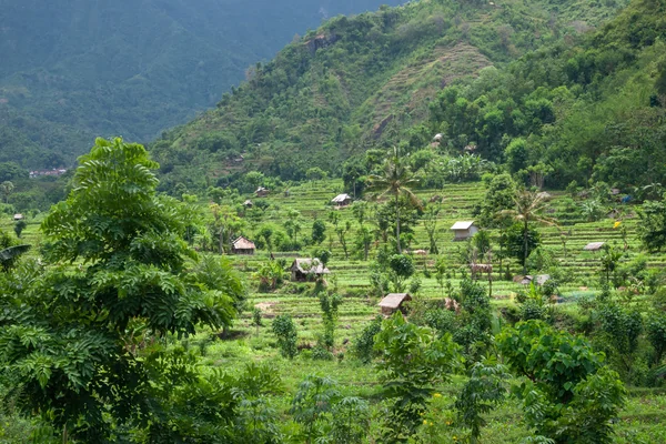 Bali 4