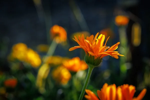 Bokeh Işık 5