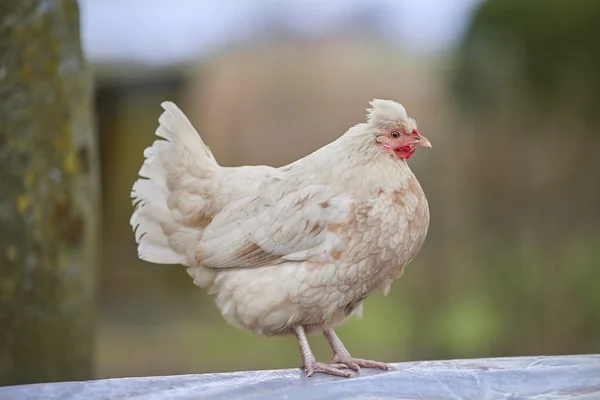 Çift Pozlama