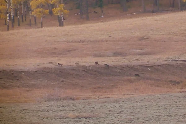 Following the Lamar Valley Wolf Pack in Yellowstone