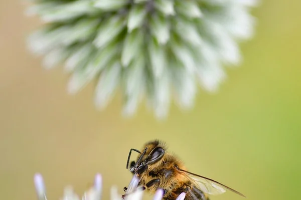 Bokeh Işık