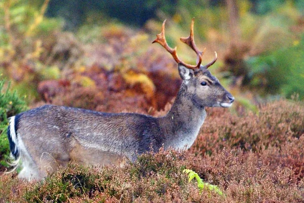 Fallow Deer, Forest of Dean, Gloucestershire