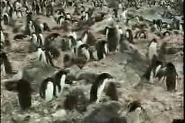 Massive Colony of Adelie Penguins, Antarctica