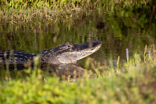 Wildlife at KSC