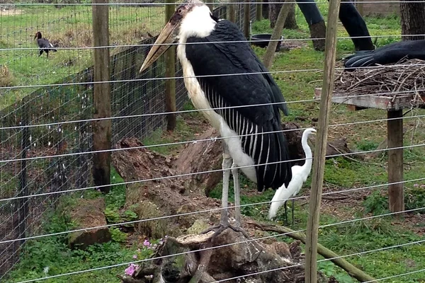 Tampa - Lowry Park Zoo - Safari Africa - Marabou Stork