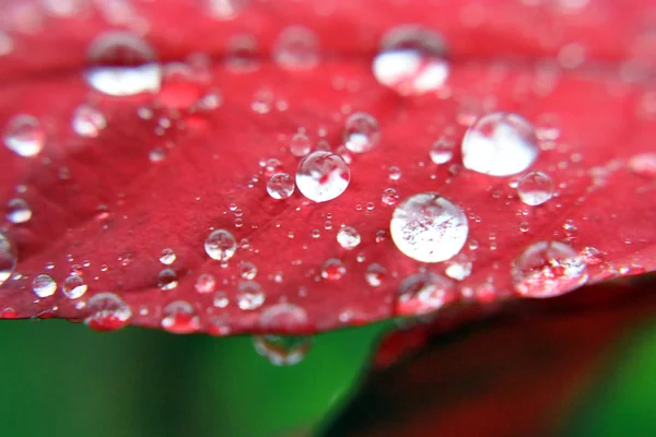 Macro water drops on leaf