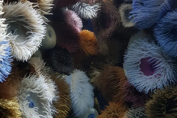 Okyanus Canlıları 2
