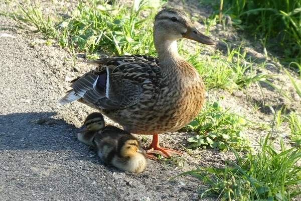 Aile Pikniği 3