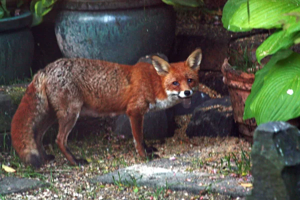 Fantastic Mr Fox - May 2011 - Dining on Scraps