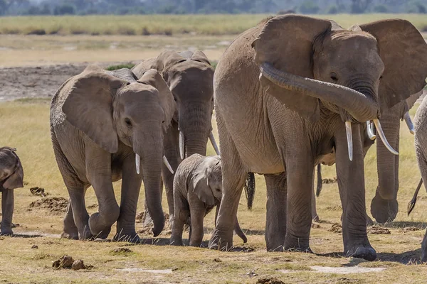 Elephants Herd Amboseli
