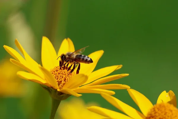 Böcek Makro 4