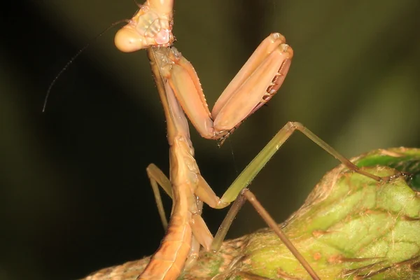 Böcek Makro 3