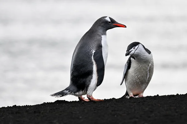 Gentoo and Chinstrap Penguin, Antarctica imported from iNaturalist photo 462803717
