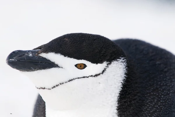 Penguen 3