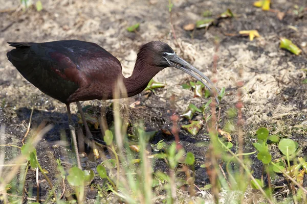 Wildlife Photography -  Birds
