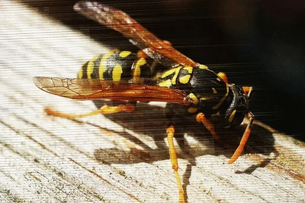 Insect Macro