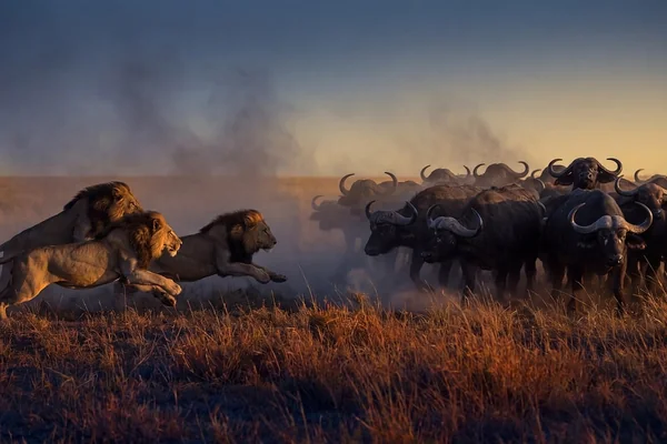 Afrika Safari 2