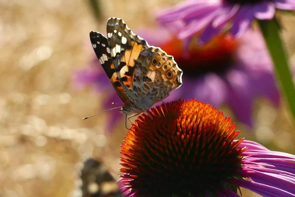 Böcek Makro