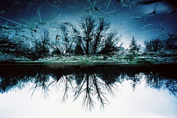 Lake Reflection