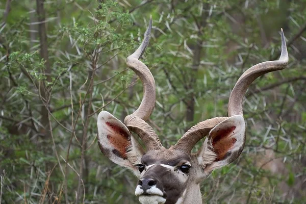 Afrika Safari 5
