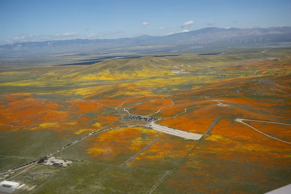 Rainy Winter Season Brings Abundance of Wildflowers and Poppies in Southern California’s Antelope Valley showing Poppy Reserve and solar panels are in the background.