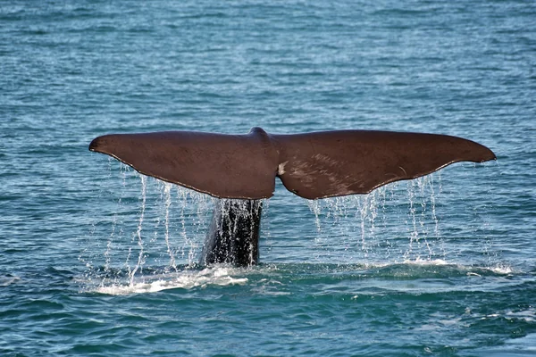 Whale Ocean