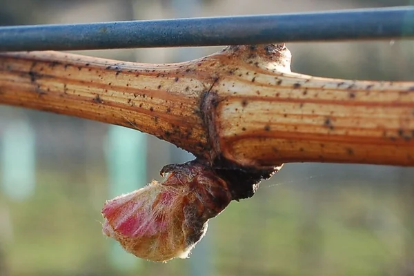 Stefano Lubiana Wines Granton Vineyard riesling budburst