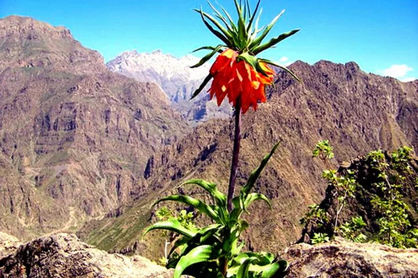 'Kurdistan Flowers' Nature Landscape