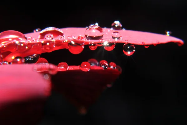 Macro water drops on leaf