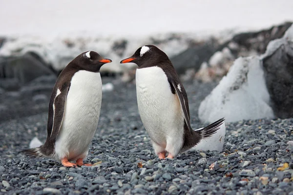 Penguen 2