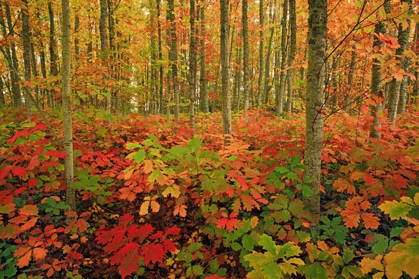 Autumn Forest