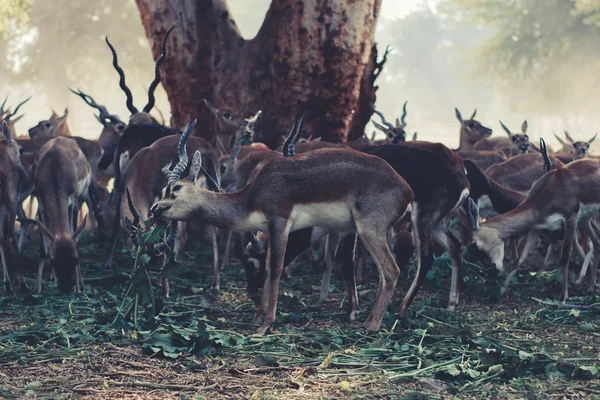 Geyik