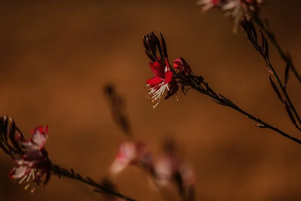 Bokeh Portre 3