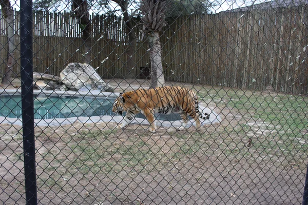Bengal Tiger, Wild Adventures 2021