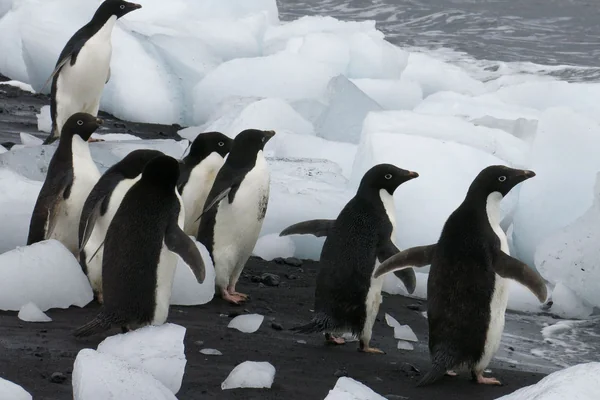 Penguen 2