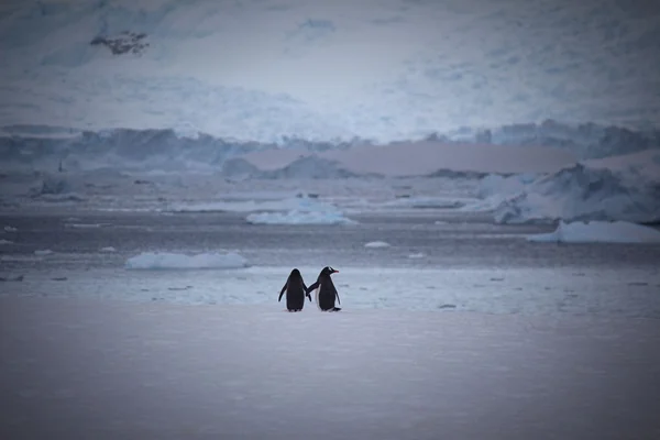 Penguen