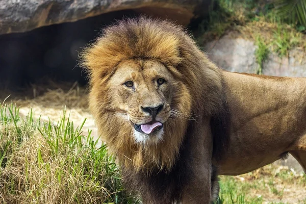Sörf 3