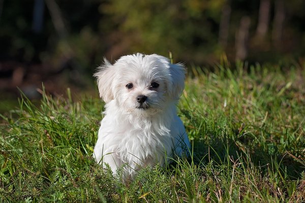 Köpek 3